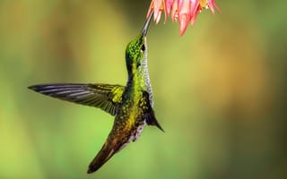 Обои Маленькая птичка колибри собирает нектар на цветке