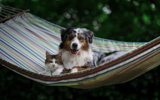 Картинка Собака и кот лежат в гамаке