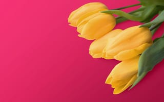 Картинка Букет желтых тюльпанов на розовом фоне