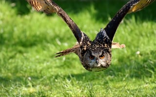 Картинка Полет большой совы над зеленой травой