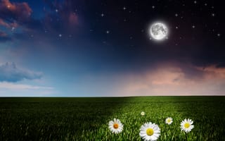 Картинка Луна над зеленым полем с ромашками