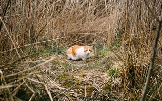 Картинка Рыже-белый испуганный кот в траве