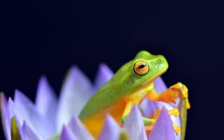 Картинка Зеленая лягушка сидит в цветке лотоса на синем фоне