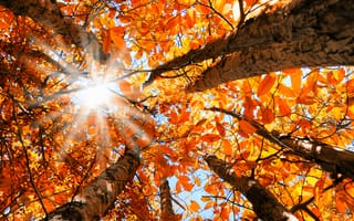 Картинка Яркое осеннее солнце пробивается сквозь желтых листьев