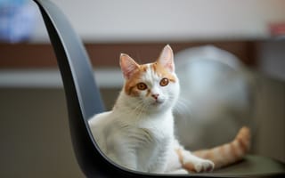 Картинка Красивый белый с рыжим кот на стуле