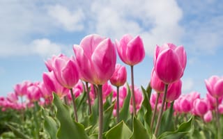 Картинка Розовые тюльпаны на клумбе под голубым небом