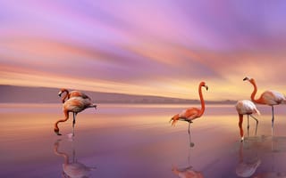 Обои Розовые фламинго отражаются в воде под красивым небом