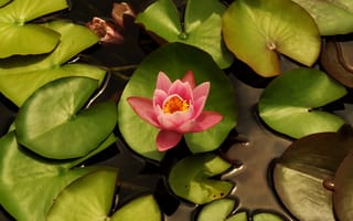 Картинка Нежный розовый цветок лотоса с зелеными листьями в воде