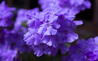 Картинка Фиолетовый цветок гортензии крупным планом