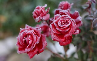 Картинка Покрытые инеем красные садовые розы