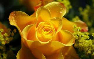 Картинка Красивая желтая роза в каплях росы крупным планом