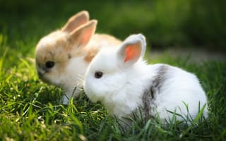 Картинка Два маленьких милых декоративных кролика в зеленой траве