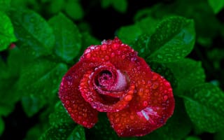 Картинка Красивая красная роза в каплях росы вид сверху
