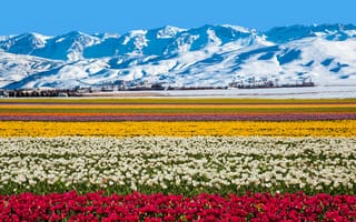 Картинка Поле разноцветных тюльпанов на фоне заснеженных гор