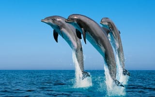 Картинка Три дельфина выпрыгивают из воды