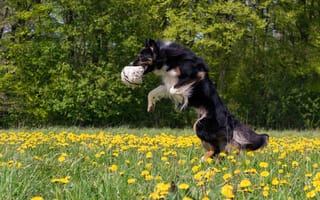 Картинка Собака породы бордер колли с мячом в зубах прыгает на поле с желтыми одуванчиками