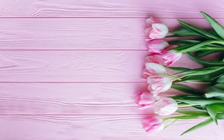 Картинка Букет розовых нежных тюльпанов на розовой поверхности
