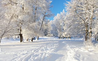 Картинка Красивые покрытые инеем деревья у заснеженной дороги зимой
