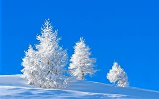 Картинка Покрытые инеем ели на голубом фоне зимой