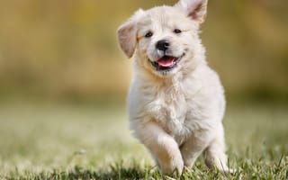 Картинка Довольный щенок золотистого ретривера бежит по зеленой траве