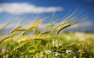 Картинка Зеленые колосья пшеницы с ромашками на фоне голубого неба