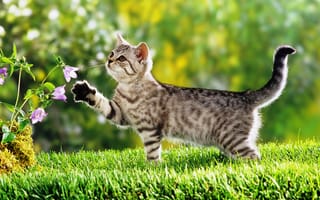 Картинка Маленький котенок гуляет по зеленой траве
