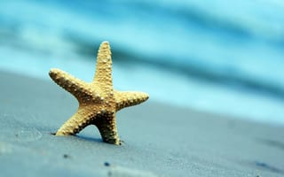 Обои Морская звезда на сером морском песке