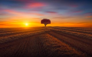 Картинка Закат солнца над полем с одиноким деревом осенью