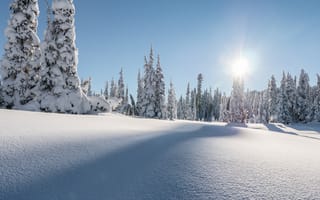 Картинка Ровный снег в лесу на фоне елей под в лучах солнца зимой