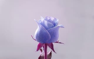 Обои Голубая роза на сером фоне крупным планом