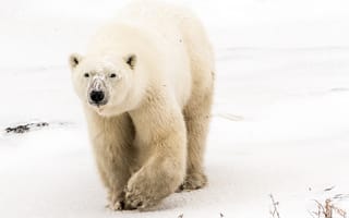 Картинка Большой грозный белый медведь идет по снегу