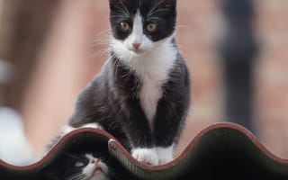 Картинка Черно белые коты на крыше