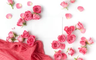 Картинка Розовые розы с белым листом бумаги на белом фоне