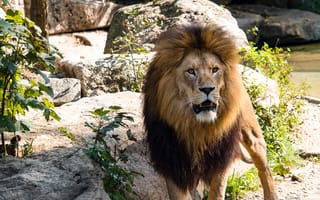 Картинка Грозный большой лев в зоопарке