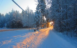Картинка Заснеженная дорога в лесу с лучах яркого зимнего солнца