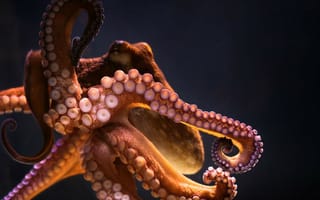 Картинка Большой осьминог на сером фоне