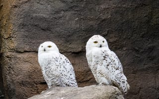 Обои Две грациозные белые совы сидят на камне