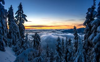 Картинка Низкие белые облака над заснеженным лесом зимой