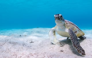 Обои Большая черепаха под водой на песке