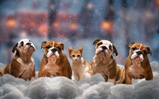 Обои Четыре щенка бульдога и котенок на снегу