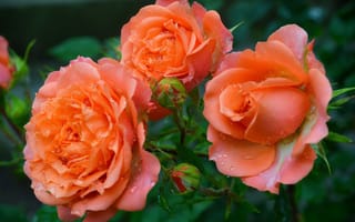 Обои Три оранжевые розы с бутонами в каплях росы