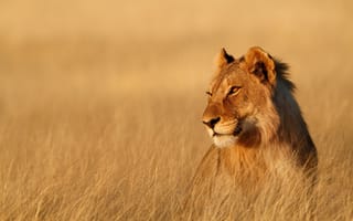 Картинка Большая львица сидит в сухой траве