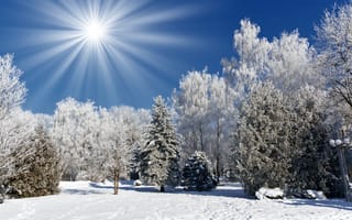 Картинка Яркое зимнее солнце над заснеженным лесом