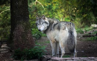 Обои Большой серый волк стоит у дерева в лесу