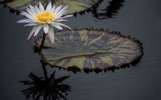 Картинка Красивый белый цветок водяной лилии в воде