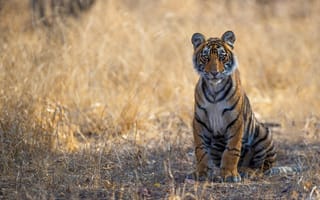 Картинка Тигр сидит на сухой траве