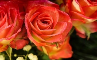 Картинка Оранжевые розы с росой на лепестках крупным планом