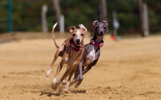 Картинка Две собаки породы грейхаунд бегут по песку