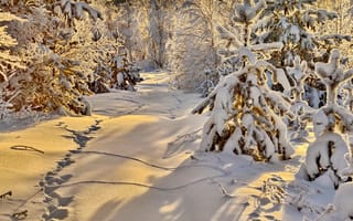 Картинка Следы животных на снегу в заснеженном солнечном зимнем лесу