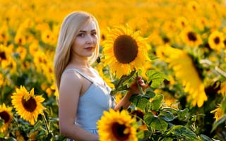 Картинка Красивая блондинка в цветущих подсолнухах